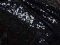 Sequins - Black - Shiny Solid - Coupon